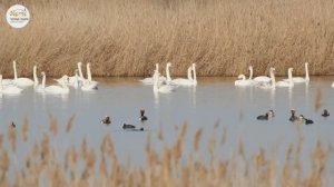 Приоткрывая заповедные двери… Спешащий март