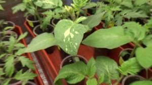 ПОСЕВЫ 2026-80. О белых пятнах на листьях томатов. Ответ на вопрос зрителей.