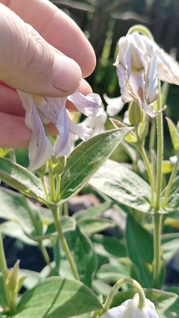 #Клематис цельнолистный 'Хакури' в нашем саду