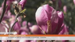 В Сочи зацвела магнолия, а в Китае – сакура