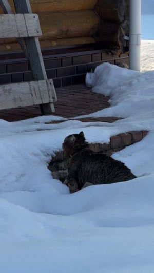 Лесной кот нашел укромное место под сугробом 16-03-2026