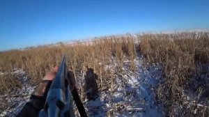 Охота на зайца. ТАКОЕ В ПЕРВЫЙ РАЗ. Тропление зайца по первому снегу