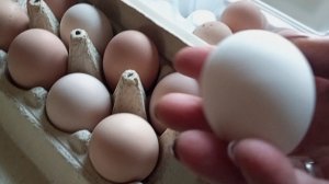 Молодки дружно занеслись. У Пушкинской даже первое -крупное. Сломанную ветку магнолии надо укоренить