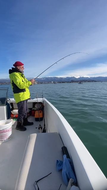 Ставридосина