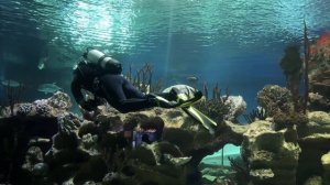 Океанариум ноябрь 2025