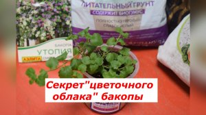 Не пропустите этот этап! Бакопа: вторая перевалка и прищипка