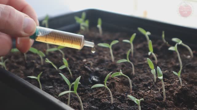 Первая подкормка для рассады помидор! Хилые росточки в крепкую рассаду превратятся за 5 дней.