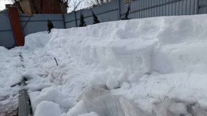 розы после зимы