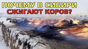 Почему в Сибири массово СЖИГАЮТ коров? Что происходит на самом деле
