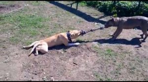 Питбуль Варвара соревнуется с амстафом в перетяжки