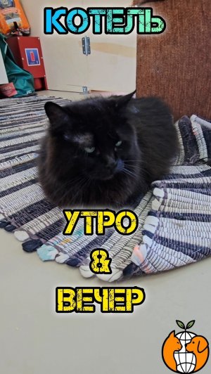 Утро&день в Котеле - знакомство с собакой. Разница очевидна🤣