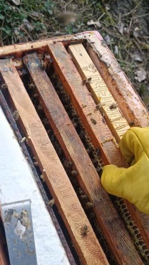 Отводки созданные на одну рамку расплода