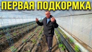 Чем подкормить томаты через 10 дней после высадки | Первая подкормка Boralex
