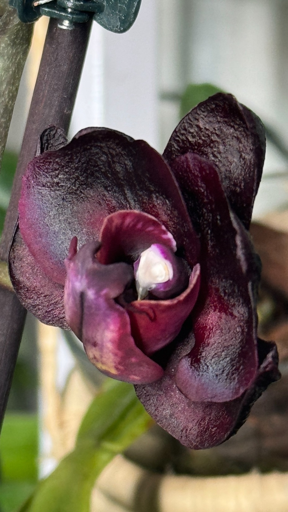 Внутри посадки ТОРФ стакан!