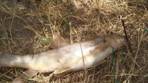 Лучшая Рыбалка 2026. Маринка и Сазан. Хороший Улов. Секретное Рыбацкое Место. Русская Рыбалка 2026