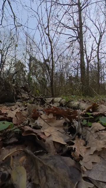 Поздняя осень