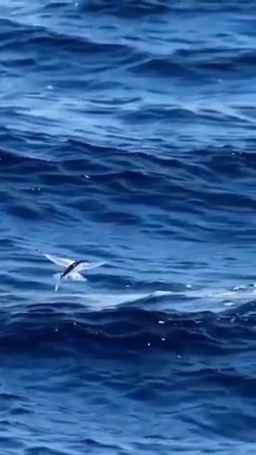 Красиво плывут... летят... планируют