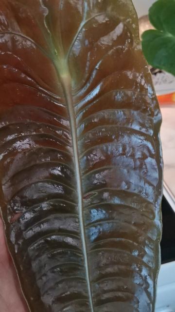 VID_20260316_093046.mp4