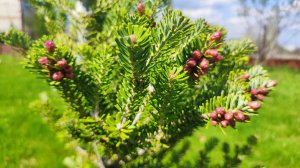 Ранневесенняя обработка хвойных растений.