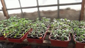 ПОСЕВЫ 2026-81. Первая прогулка рассады томатов в необогреваемую придомовую теплицу.