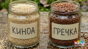 Киноа. Жить здорово! Фрагмент выпуска от 16.03.2026