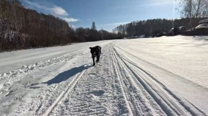 Собака гуляет. Пират без будки.