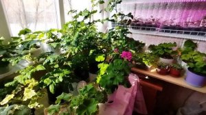 Домашняя весна