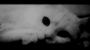 МАРА.. Страшные истории на ночь.