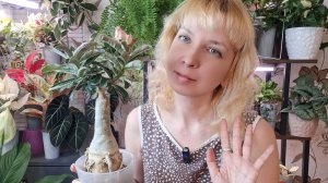 Цветочные новости, начало весны