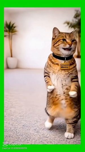 котик мила танцует пасматри 👍👍👍👍👍👍👍👍👍