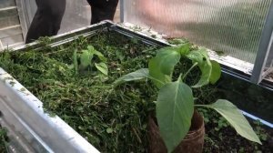 Где взять мульчу Куда и как использовать