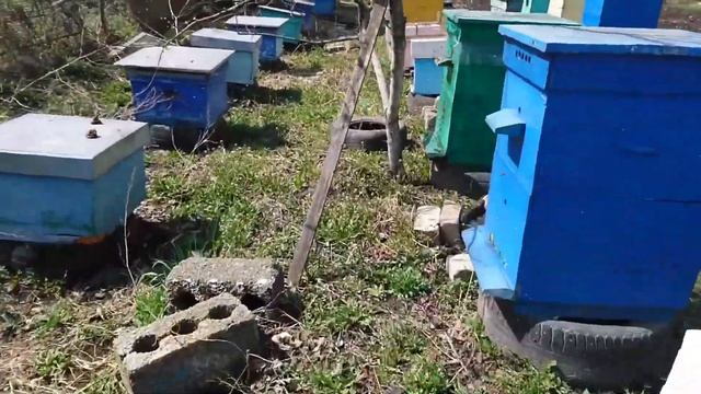 Облет шестирамочников после затяжных возвратных холодов смотреть онлайн