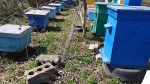 Облет шестирамочников после затяжных возвратных холодов