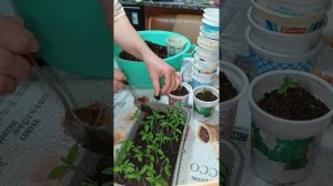 Пикируем помидорки)))