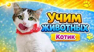 Учим животных для самых маленьких | Котик