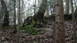 Звук дождя и ручья в Весеннем лесу. Окрестность Гальтгарбен Калининградская область