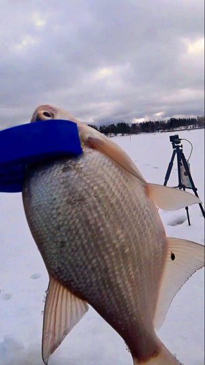 ПОПЛАВОК ВСПЛЫЛ.