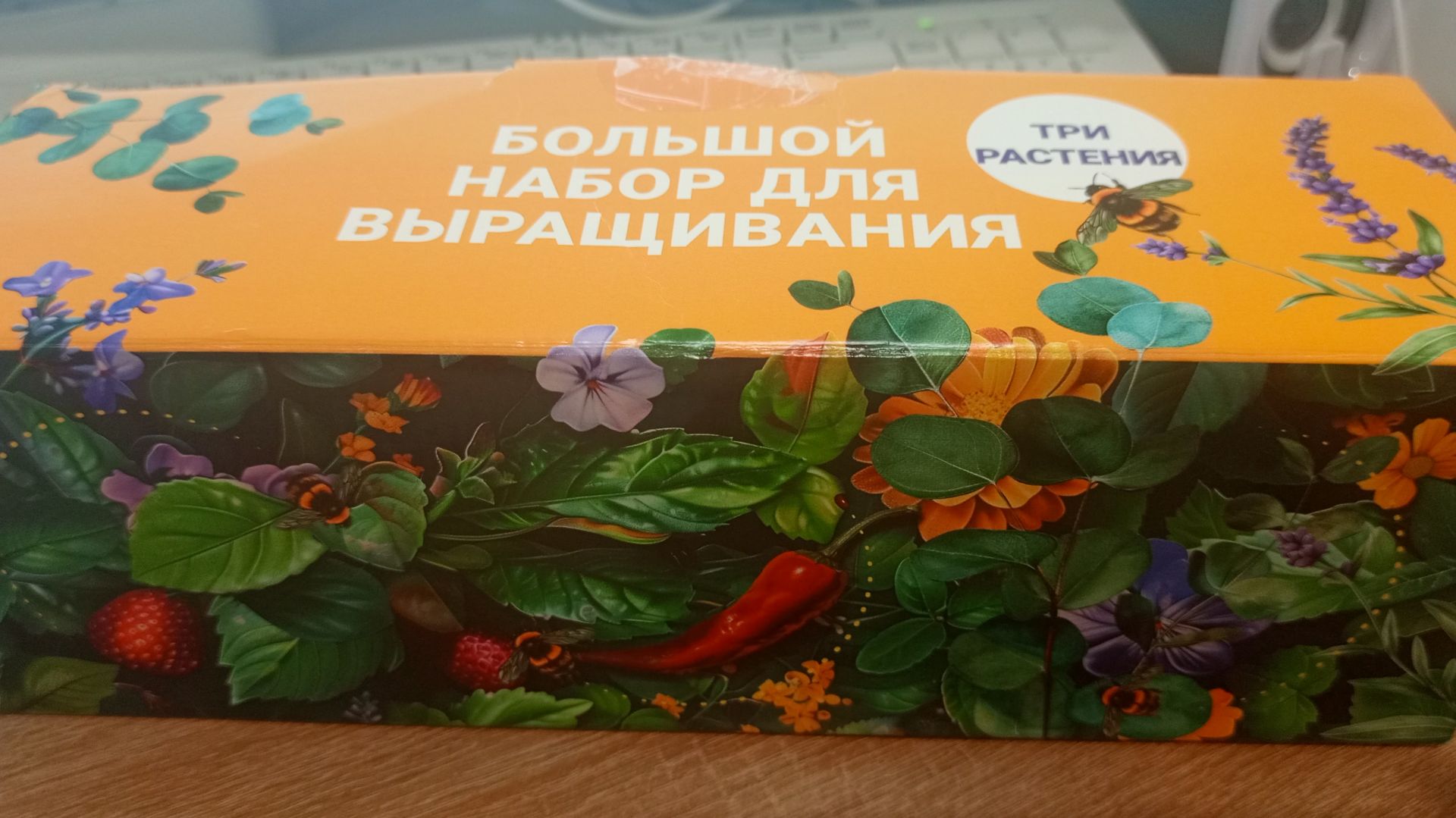 Распаковка набора для бонсай: Жакаранда идет в горшок, а Сосна и Сакура- в холодильник!