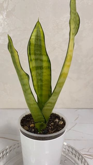 Сансевиерия трифасциата Голден стрит / Sansevieria trifasciata Golden Street 

#цветы #сансевиерия