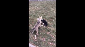 Первые попытки Варвары наладить отношения с другими собаками