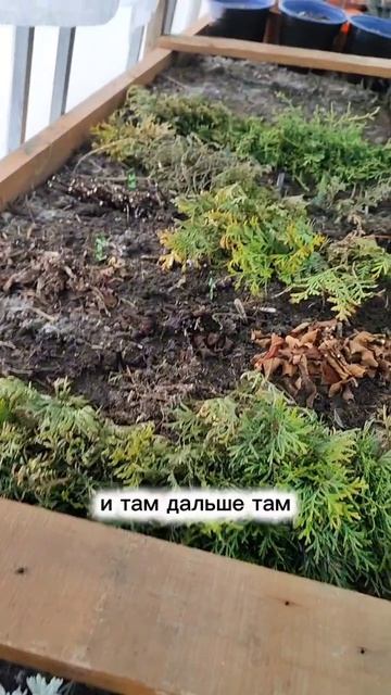 Как перезимовали черенки