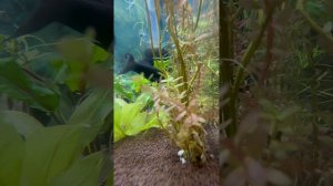 Мой аквариум 16 марта