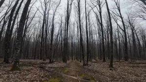 Брёвна. Трейл мшистый. Байк парк Собер