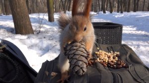 Замечательная белка