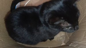 Мечта кота! Не коробка,а целая однокомнатная квартира😸