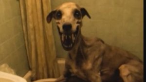 ПЁС-БАРБОС. «Записи об аномалиях от К.О.Н.Т.У.Р. " ЗАПИСЬ 128.