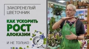 Как ускорить рост алоказии и не только, как заставить растение быстрее расти и цвести.