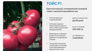 Как получить урожай вкусных розовых томатов за 55 дней? Тойс F1