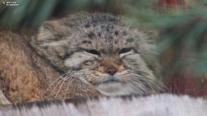 Манул Пепе задремала на полочке. Ленинградский зоопарк