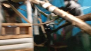 Семейство восточных колобусов 10.03.2026